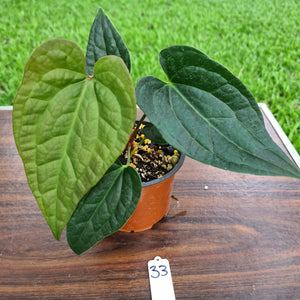 #33 Anthurium Luxurians x Crystallinum