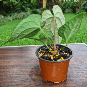 #33 Anthurium Luxurians x Crystallinum