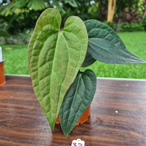 #33 Anthurium Luxurians x Crystallinum