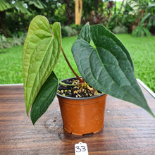 Load image into Gallery viewer, #33 Anthurium Luxurians x Crystallinum