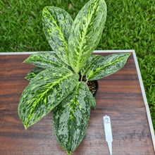 Load image into Gallery viewer, #12 Aglaonema &#39;Milky Way&#39;