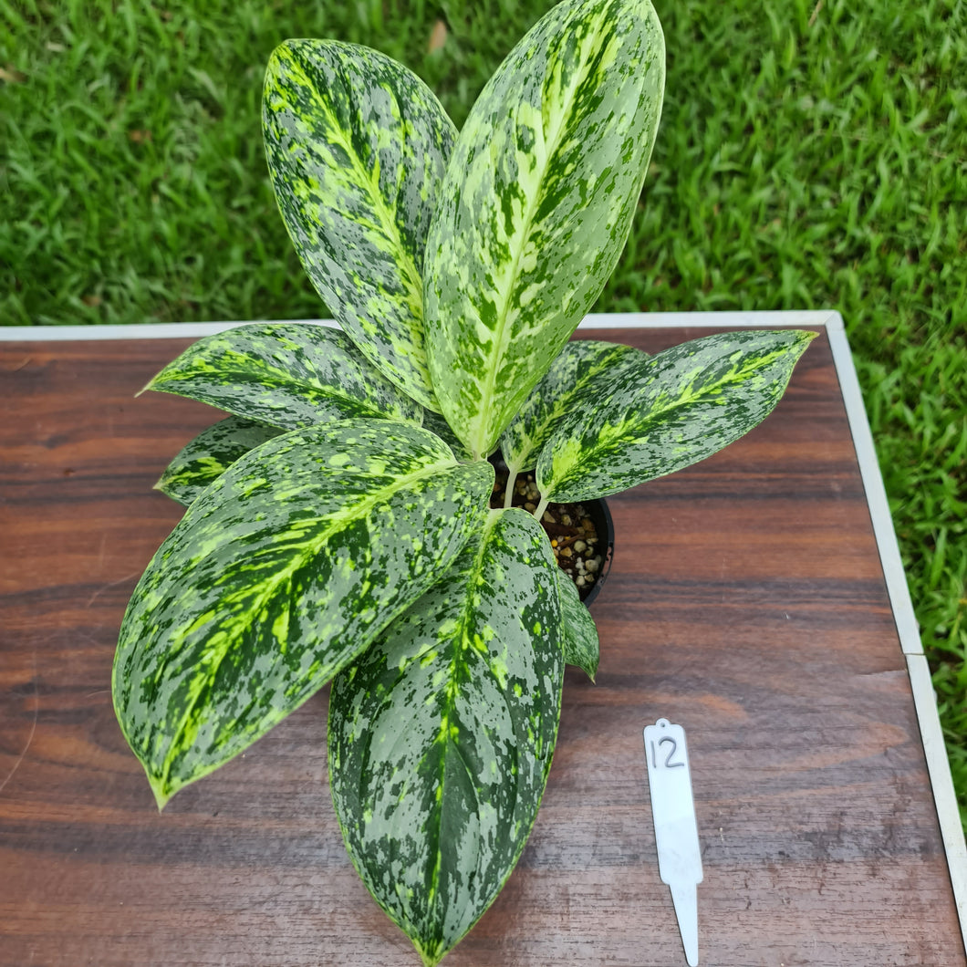 #12 Aglaonema 'Milky Way'