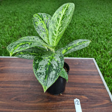 Load image into Gallery viewer, #12 Aglaonema &#39;Milky Way&#39;
