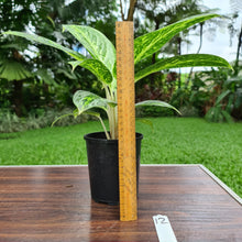 Load image into Gallery viewer, #12 Aglaonema &#39;Milky Way&#39;