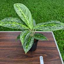 Load image into Gallery viewer, #12 Aglaonema &#39;Milky Way&#39;