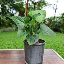 Load image into Gallery viewer, #57 Anthurium &#39;Bosworth&#39;