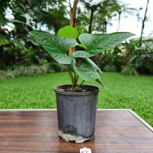 Load image into Gallery viewer, #57 Anthurium &#39;Bosworth&#39;