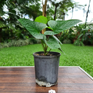 #57 Anthurium 'Bosworth'