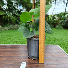 Load image into Gallery viewer, #57 Anthurium &#39;Bosworth&#39;