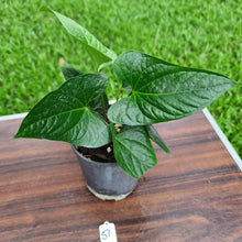 Load image into Gallery viewer, #57 Anthurium &#39;Bosworth&#39;