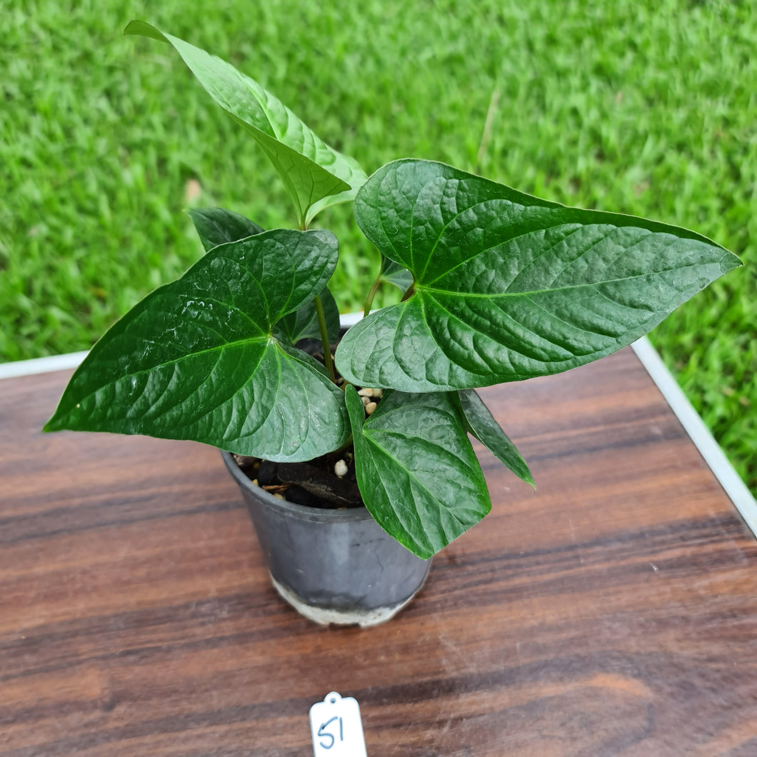 #57 Anthurium 'Bosworth'