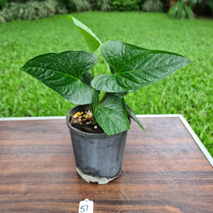 #57 Anthurium 'Bosworth'