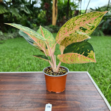 Load image into Gallery viewer, #38 Aglaonema &#39;Strip Tease&#39;