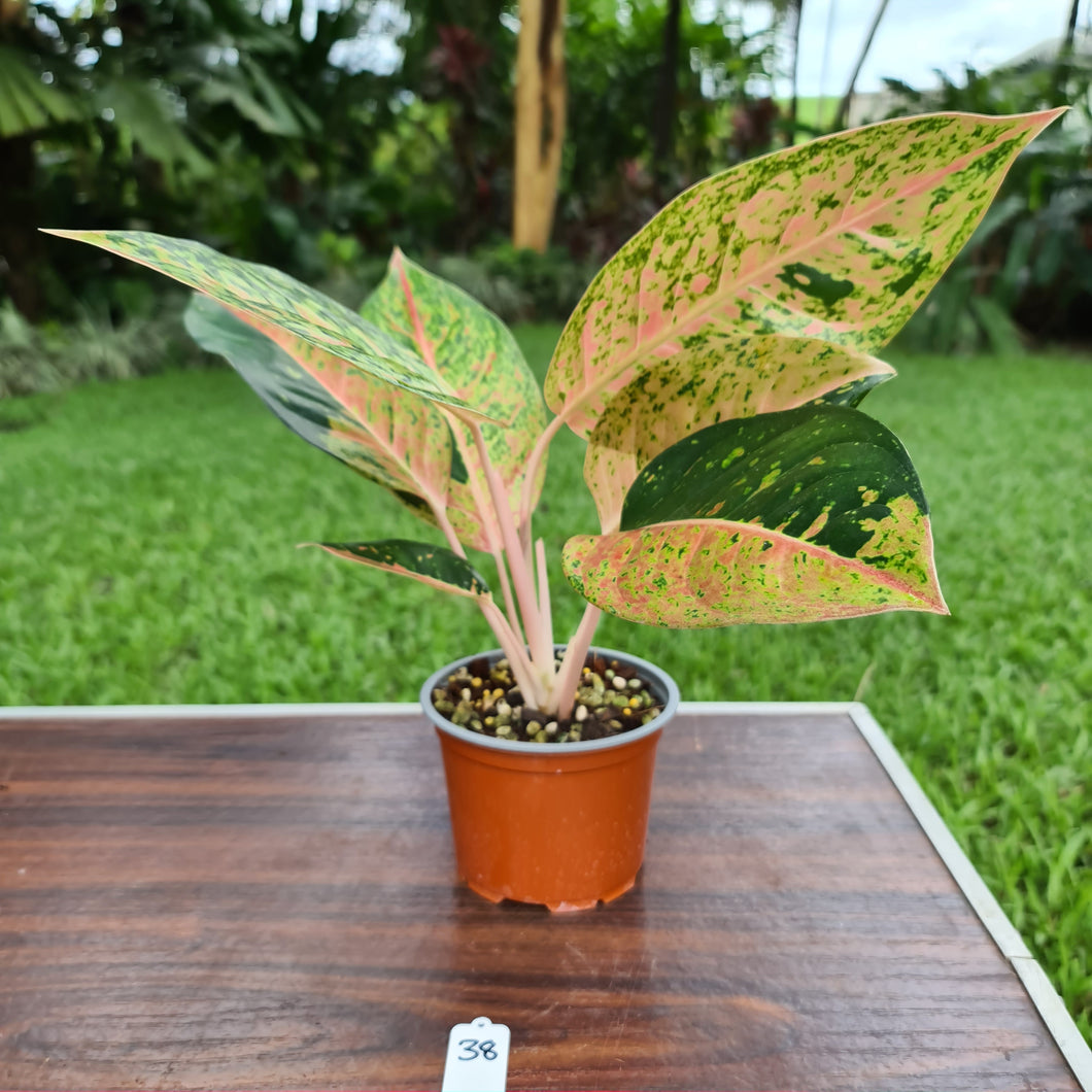 #38 Aglaonema 'Strip Tease'