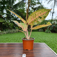 Load image into Gallery viewer, #38 Aglaonema &#39;Strip Tease&#39;