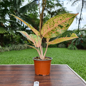 #38 Aglaonema 'Strip Tease'