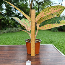 Load image into Gallery viewer, #38 Aglaonema &#39;Strip Tease&#39;