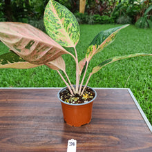 Load image into Gallery viewer, #38 Aglaonema &#39;Strip Tease&#39;