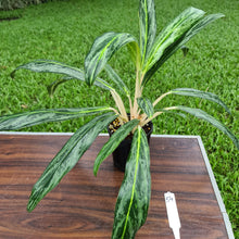 Load image into Gallery viewer, #54 Aglaonema hybrid