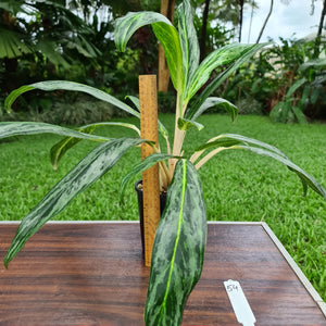 #54 Aglaonema hybrid