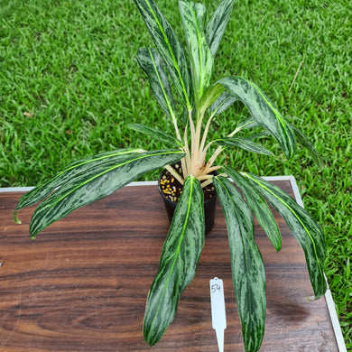 #54 Aglaonema hybrid