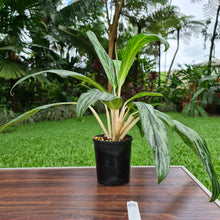 Load image into Gallery viewer, #54 Aglaonema hybrid