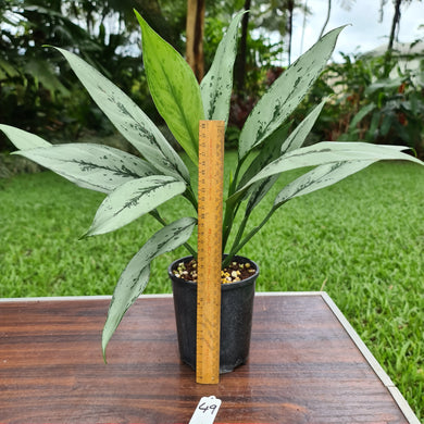 #49 Aglaonema hybrid
