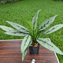 Load image into Gallery viewer, #49 Aglaonema hybrid