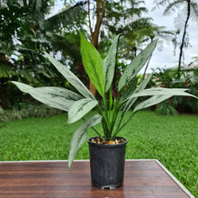 Load image into Gallery viewer, #49 Aglaonema hybrid