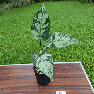 #9 Schismatoglottis Calyptrata