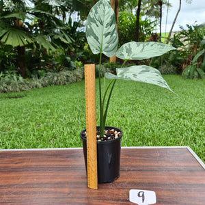 #9 Schismatoglottis Calyptrata