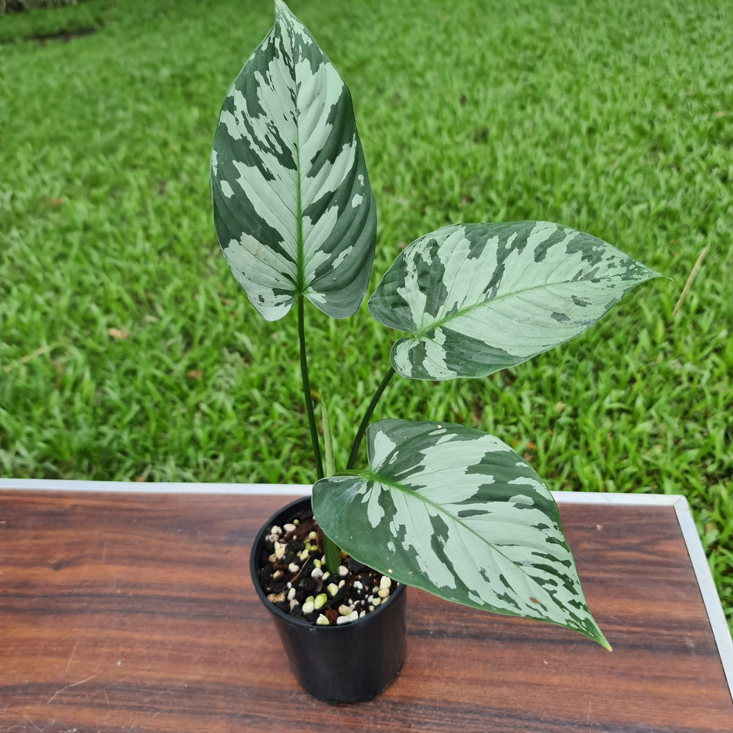 #9 Schismatoglottis Calyptrata