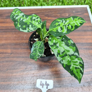 #44 Aglaonema Pictum Tricolor - Flowering maturity