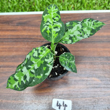 Load image into Gallery viewer, #44 Aglaonema Pictum Tricolor - Flowering maturity