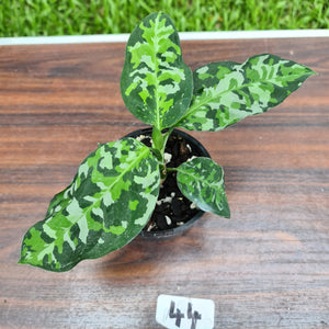 #44 Aglaonema Pictum Tricolor - Flowering maturity