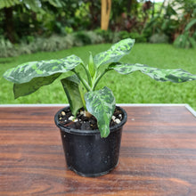 Load image into Gallery viewer, #44 Aglaonema Pictum Tricolor - Flowering maturity