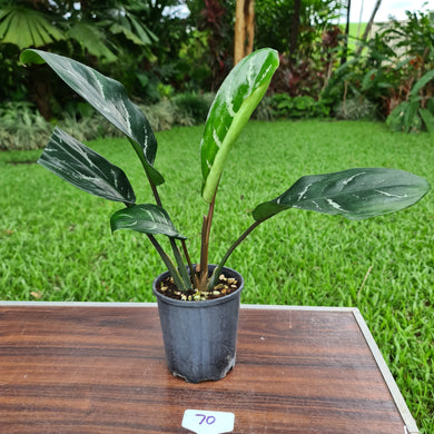 #70 Aglaonema hybrid