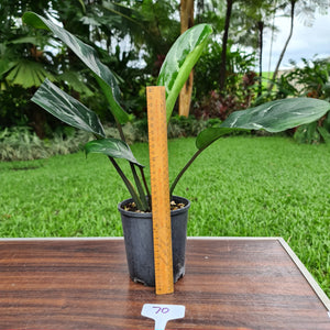 #70 Aglaonema hybrid
