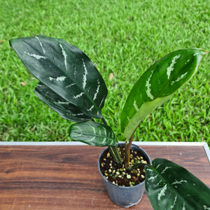 #70 Aglaonema hybrid