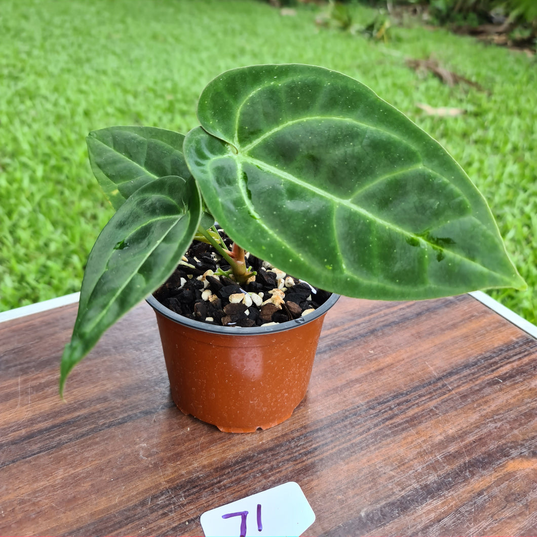 #71 Anthurium Crystallinum x