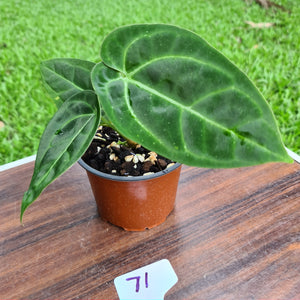 #71 Anthurium Crystallinum x