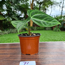 Load image into Gallery viewer, #71 Anthurium Crystallinum x