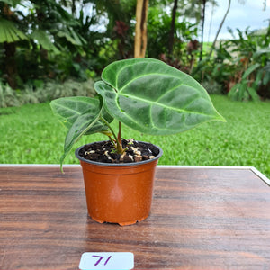 #71 Anthurium Crystallinum x