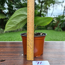 Load image into Gallery viewer, #71 Anthurium Crystallinum x