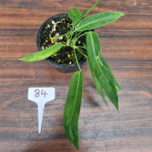 Load image into Gallery viewer, #84 Anthurium Pallidiflorum - Three heads
