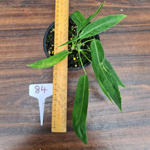 #84 Anthurium Pallidiflorum - Three heads