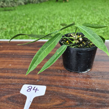 Load image into Gallery viewer, #84 Anthurium Pallidiflorum - Three heads