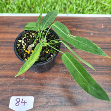 Load image into Gallery viewer, #84 Anthurium Pallidiflorum - Three heads