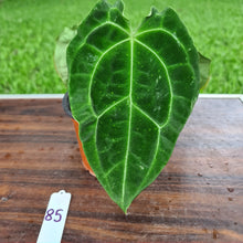 Load image into Gallery viewer, #85 Anthurium Forgetii  hybrid