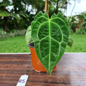 #85 Anthurium Forgetii  hybrid